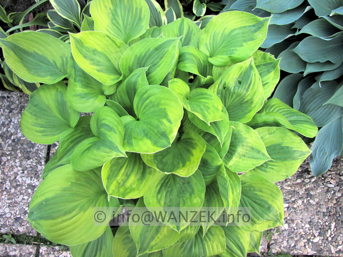 Hosta Hybride Honshy 09.JPG